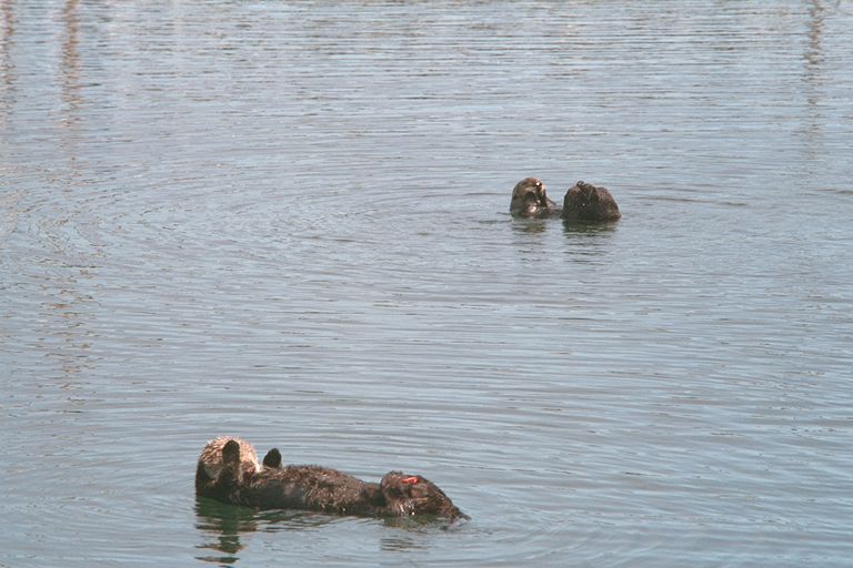 otters